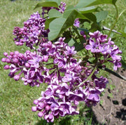 - Syringa vulgaris ‘Albert F. Holden' Bicolor Lilac Tree - Mr Maple │ Buy Japanese Maple Trees