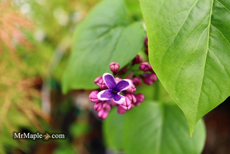 - Syringa vulgaris ‘Albert F. Holden' Bicolor Lilac Tree - Mr Maple │ Buy Japanese Maple Trees