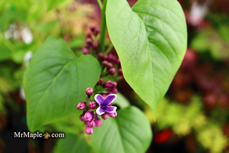 - Syringa vulgaris ‘Albert F. Holden' Bicolor Lilac Tree - Mr Maple │ Buy Japanese Maple Trees