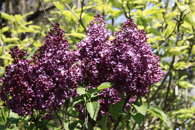 - Syringa vulgaris ‘Burgundy Queen' Lilac Tree - Mr Maple │ Buy Japanese Maple Trees