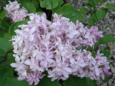 - Syringa vulgaris ‘Edward J. Gardner' Double Lilac Tree - Mr Maple │ Buy Japanese Maple Trees