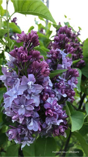 - Syringa vulgaris ‘Nadezhda' Double Lilac Tree - Mr Maple │ Buy Japanese Maple Trees