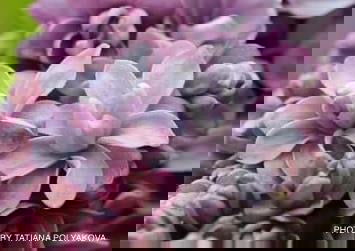 - Syringa vulgaris ‘Nadezhda' Double Lilac Tree - Mr Maple │ Buy Japanese Maple Trees