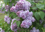 - Syringa vulgaris ‘Nadezhda' Double Lilac Tree - Mr Maple │ Buy Japanese Maple Trees