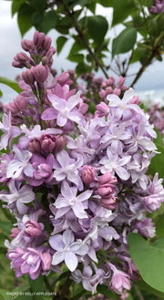 - Syringa vulgaris ‘Nadezhda' Double Lilac Tree - Mr Maple │ Buy Japanese Maple Trees