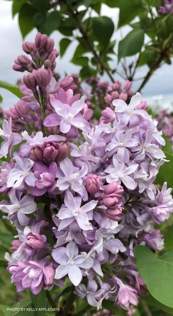 - Syringa vulgaris ‘Nadezhda' Double Lilac Tree - Mr Maple │ Buy Japanese Maple Trees