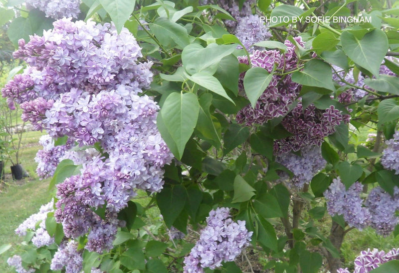 - Syringa vulgaris ‘Nadezhda' Double Lilac Tree - Mr Maple │ Buy Japanese Maple Trees