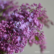 - Syringa x 'Pocahontas' Violet Flowering Lilac Tree - Mr Maple │ Buy Japanese Maple Trees