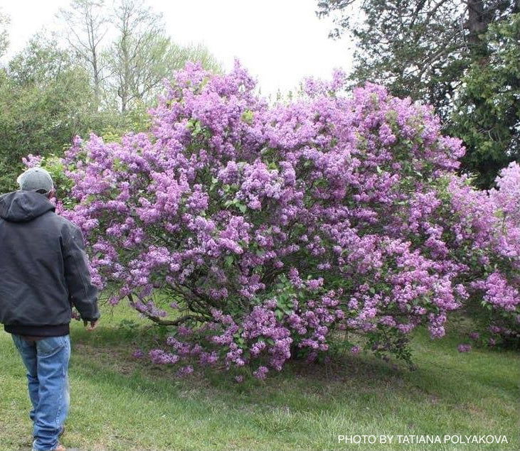 - Syringa x 'Pocahontas' Violet Flowering Lilac Tree - Mr Maple │ Buy Japanese Maple Trees