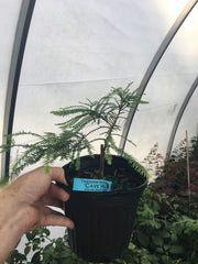 - TAXODIUM DISTICHUM 'CAVE HILL' DWARF BALD CYPRESS - Mr Maple │ Buy Japanese Maple Trees