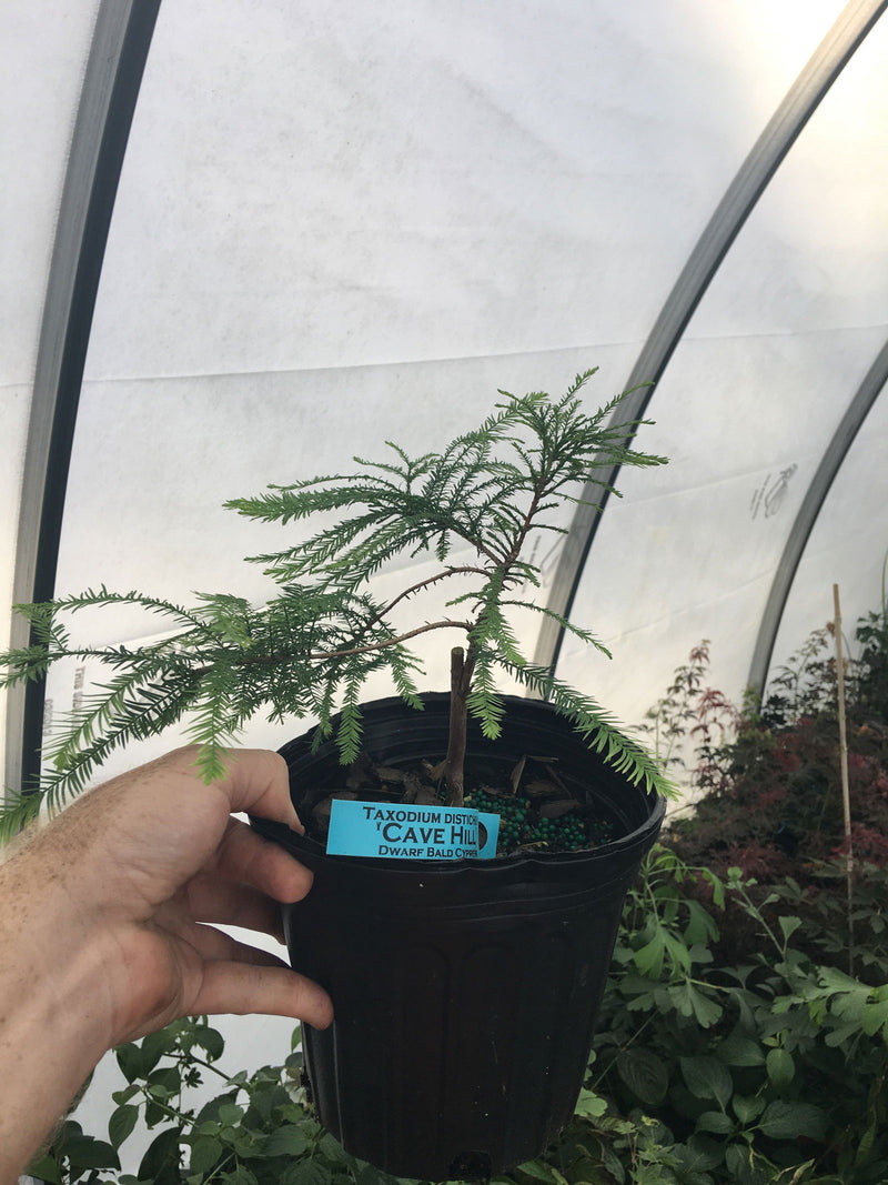 - TAXODIUM DISTICHUM 'CAVE HILL' DWARF BALD CYPRESS - Mr Maple │ Buy Japanese Maple Trees