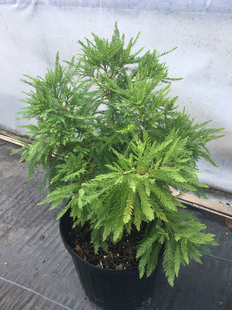 - TAXODIUM DISTICHUM 'CAVE HILL' DWARF BALD CYPRESS - Mr Maple │ Buy Japanese Maple Trees