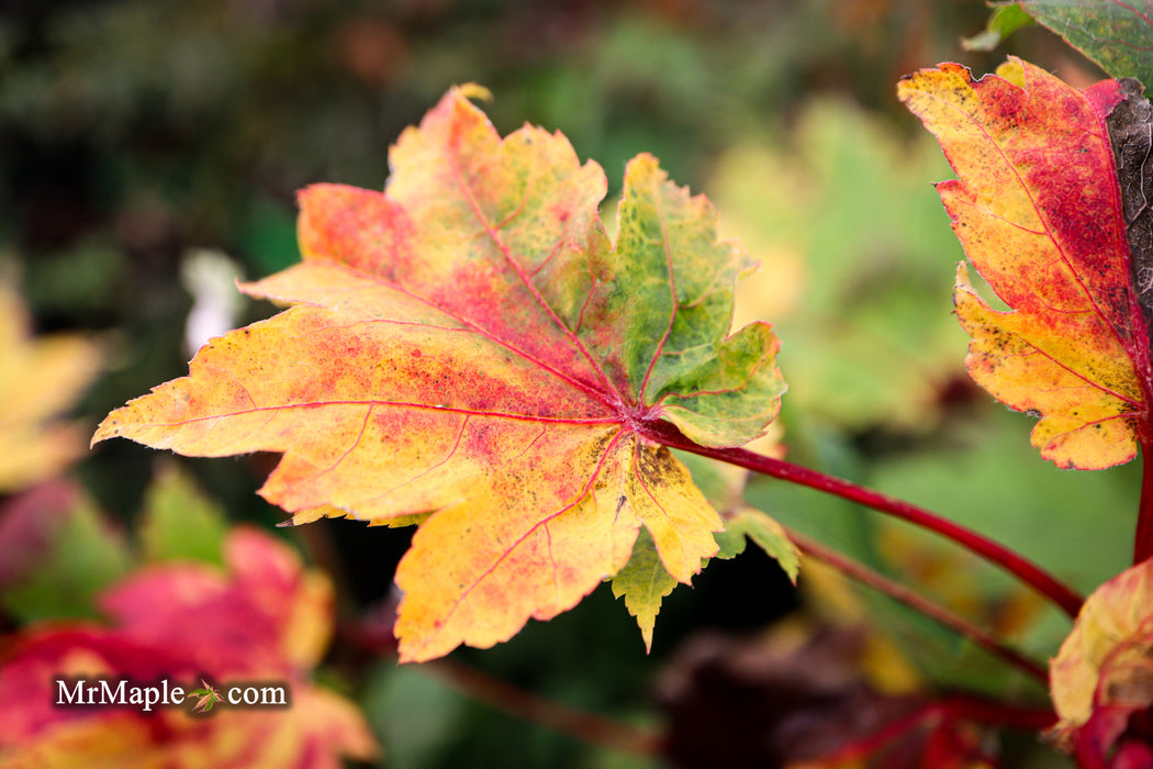 Acer japonicum 'Taki no gawa' Full Moon Japanese Maple