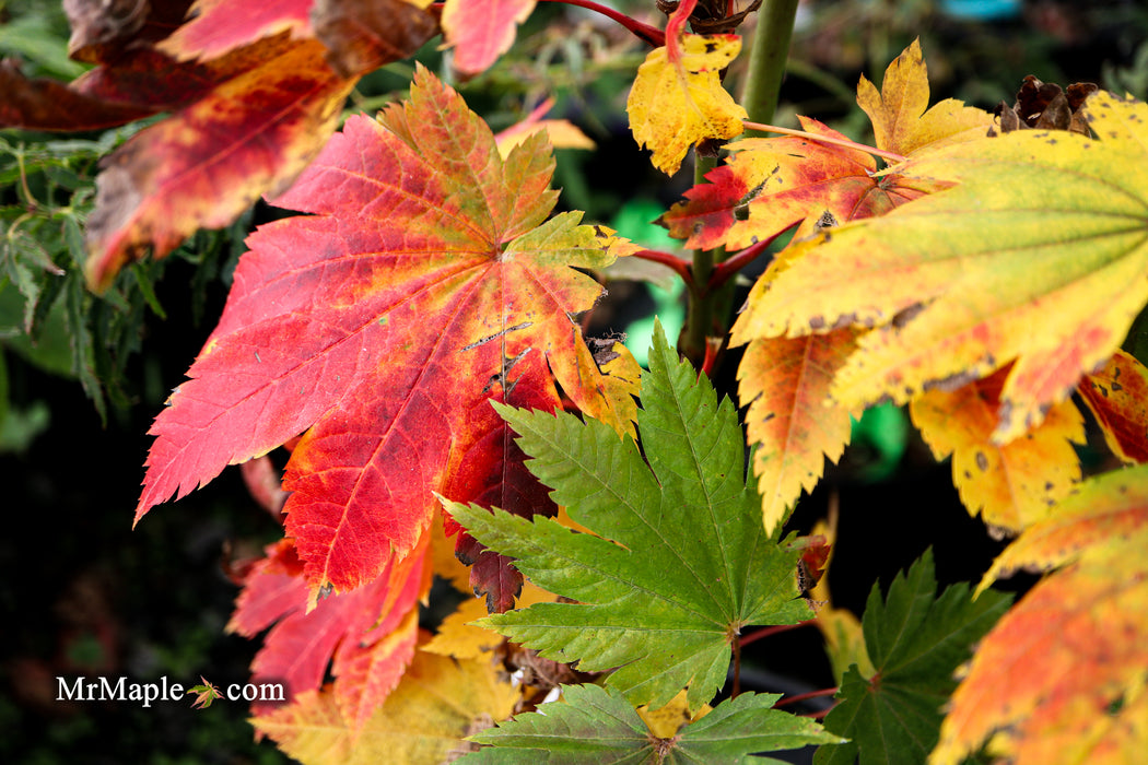 Acer japonicum 'Taki no gawa' Full Moon Japanese Maple