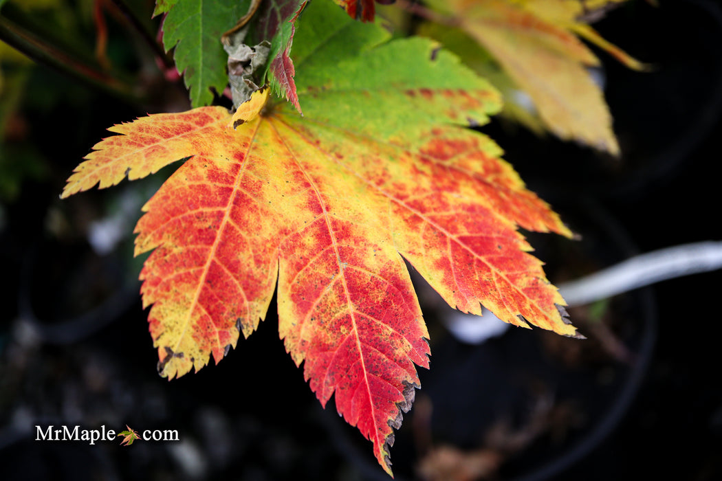 Acer japonicum 'Taki no gawa' Full Moon Japanese Maple