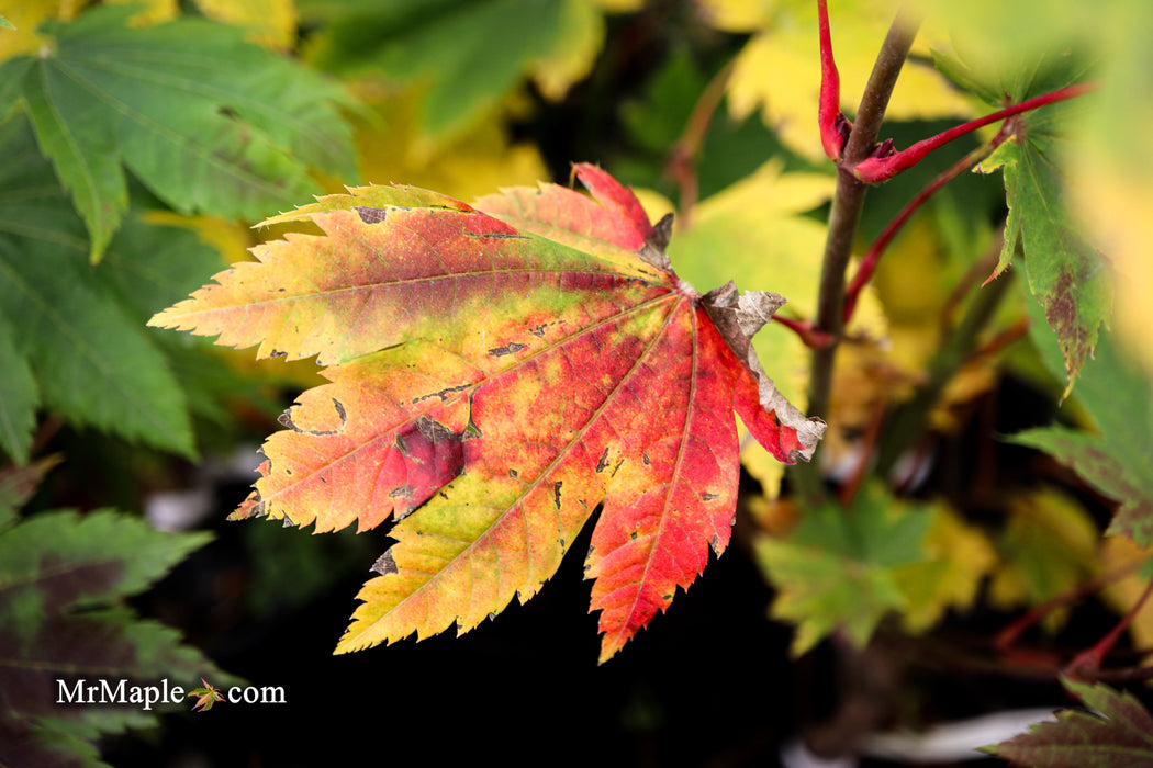 Acer japonicum 'Taki no gawa' Full Moon Japanese Maple