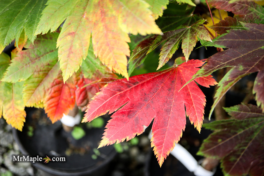 Acer japonicum 'Taki no gawa' Full Moon Japanese Maple