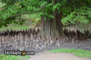Taxodium distichum Bald Cypress - Mr Maple │ Buy Japanese Maple Trees