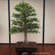 Taxodium distichum Bald Cypress - Mr Maple │ Buy Japanese Maple Trees