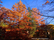 Taxodium distichum Bald Cypress - Mr Maple │ Buy Japanese Maple Trees