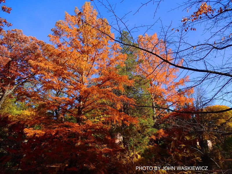 Taxodium distichum Bald Cypress - Mr Maple │ Buy Japanese Maple Trees
