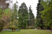 Taxodium distichum Bald Cypress - Mr Maple │ Buy Japanese Maple Trees
