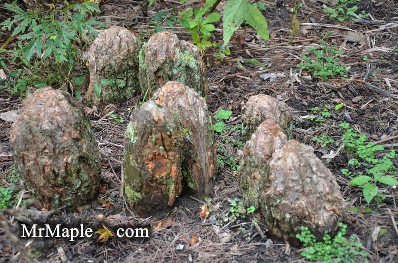 Taxodium distichum Bald Cypress - Mr Maple │ Buy Japanese Maple Trees