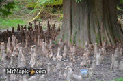 Taxodium distichum Bald Cypress - Mr Maple │ Buy Japanese Maple Trees