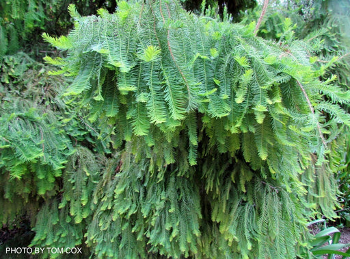 - Taxodium distichum 'Cody's Feathers' Dense Round Bald Cypress - Mr Maple │ Buy Japanese Maple Trees