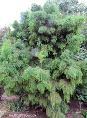 - Taxodium distichum 'Cody's Feathers' Dense Round Bald Cypress - Mr Maple │ Buy Japanese Maple Trees