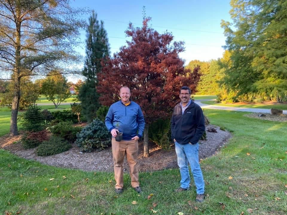 Buy Taxodium distichum 'Cody's Feathers' Dense Round Bald Cypress