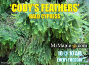 - Taxodium distichum 'Cody's Feathers' Dense Round Bald Cypress - Mr Maple │ Buy Japanese Maple Trees