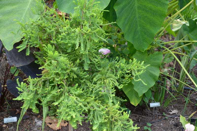 - Taxodium distichum 'Crazy Horse' Contorting Bald Cypress - Mr Maple │ Buy Japanese Maple Trees
