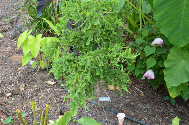 - Taxodium distichum 'Crazy Horse' Contorting Bald Cypress - Mr Maple │ Buy Japanese Maple Trees