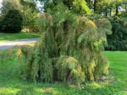 - Taxodium distichum 'Falling Waters' Weeping Bald Cypress - Mr Maple │ Buy Japanese Maple Trees