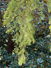 Taxodium distichum 'Falling Waters' Weeping Bald Cypress - Mr Maple │ Buy Japanese Maple Trees