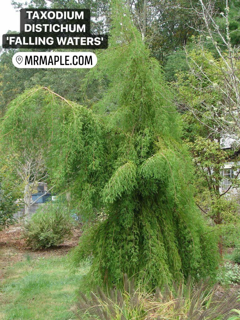Taxodium distichum 'Falling Waters' Weeping Bald Cypress - Mr Maple │ Buy Japanese Maple Trees