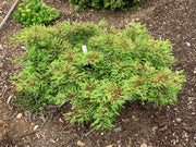 Taxodium distichum 'Gee Whiz' Dwarf Bald Cypress - Mr Maple │ Buy Japanese Maple Trees