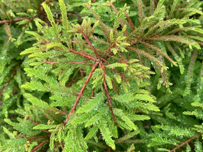 Taxodium distichum 'Gee Whiz' Dwarf Bald Cypress - Mr Maple │ Buy Japanese Maple Trees