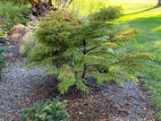 Taxodium distichum 'Gee Whiz' Dwarf Bald Cypress - Mr Maple │ Buy Japanese Maple Trees