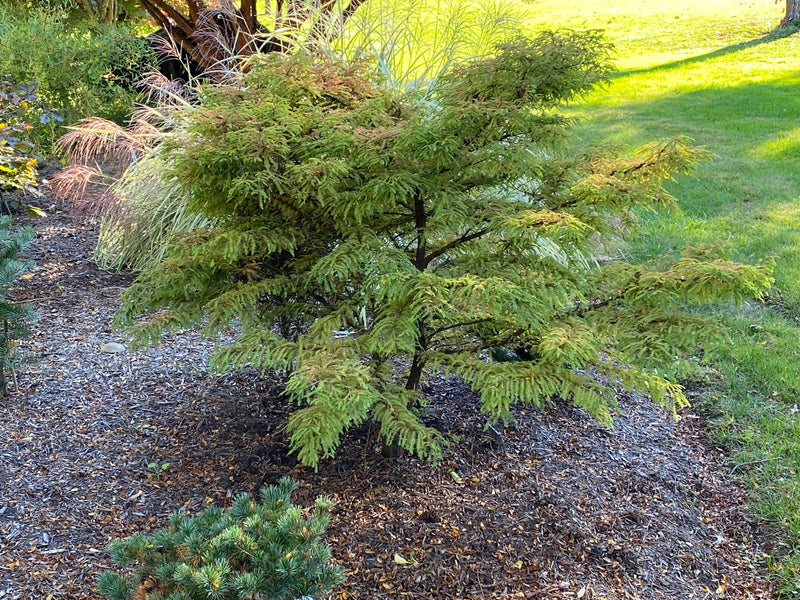 Taxodium distichum 'Gee Whiz' Dwarf Bald Cypress - Mr Maple │ Buy Japanese Maple Trees