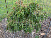 Taxodium distichum 'Gee Whiz' Dwarf Bald Cypress - Mr Maple │ Buy Japanese Maple Trees