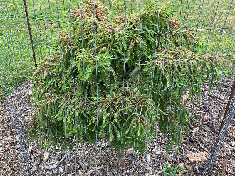 Taxodium distichum 'Gee Whiz' Dwarf Bald Cypress - Mr Maple │ Buy Japanese Maple Trees