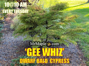Taxodium distichum 'Gee Whiz' Dwarf Bald Cypress - Mr Maple │ Buy Japanese Maple Trees