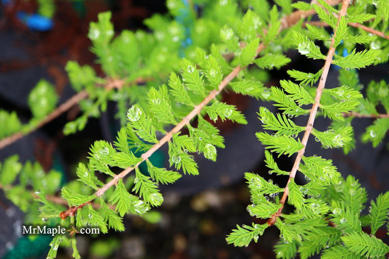 Taxodium distichum 'Gee Whiz' Dwarf Bald Cypress - Mr Maple │ Buy Japanese Maple Trees