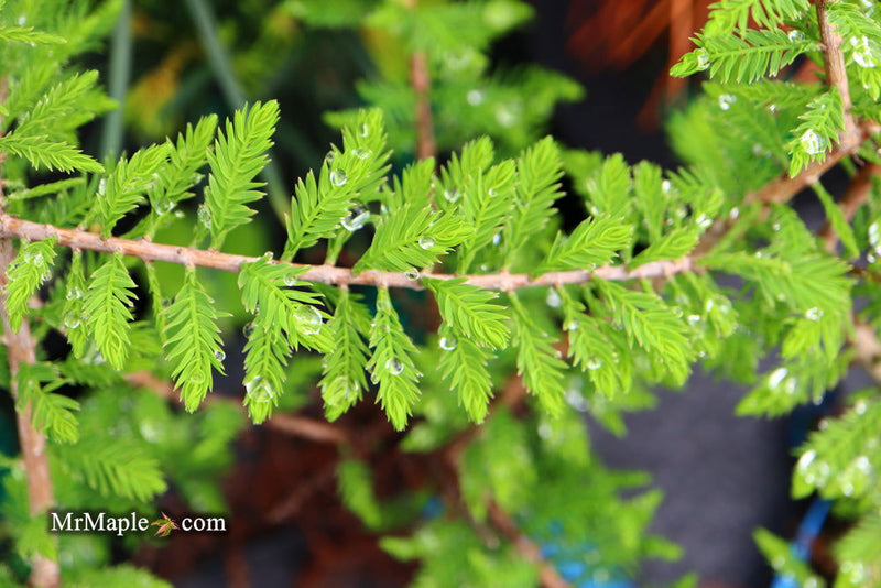 Taxodium distichum 'Gee Whiz' Dwarf Bald Cypress - Mr Maple │ Buy Japanese Maple Trees