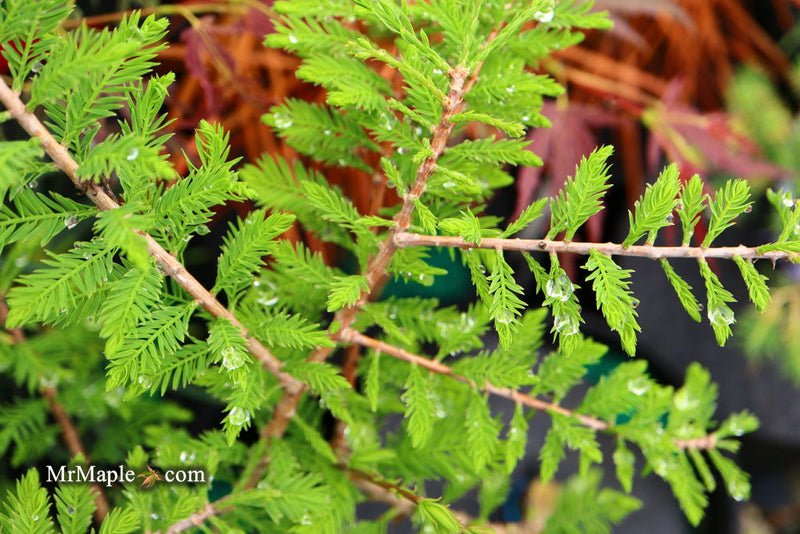 Taxodium distichum 'Gee Whiz' Dwarf Bald Cypress - Mr Maple │ Buy Japanese Maple Trees