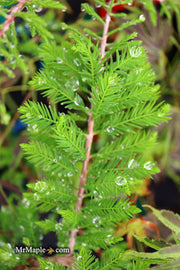 Taxodium distichum 'Gee Whiz' Dwarf Bald Cypress - Mr Maple │ Buy Japanese Maple Trees