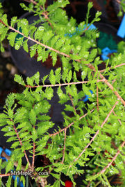 Taxodium distichum 'Gee Whiz' Dwarf Bald Cypress - Mr Maple │ Buy Japanese Maple Trees