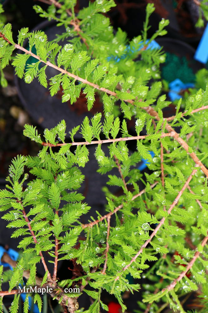 Taxodium distichum 'Gee Whiz' Dwarf Bald Cypress - Mr Maple │ Buy Japanese Maple Trees